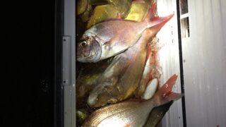 真鯛と根魚
