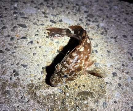 カサゴ