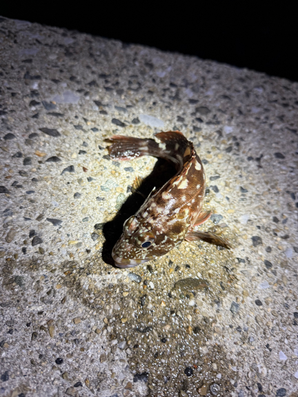 カサゴ